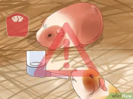 Как справиться с анорексией у морских свинок Шаг 1