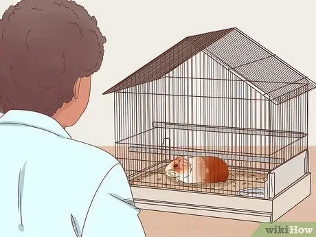 Как справиться с анорексией у морских свинок Шаг 2