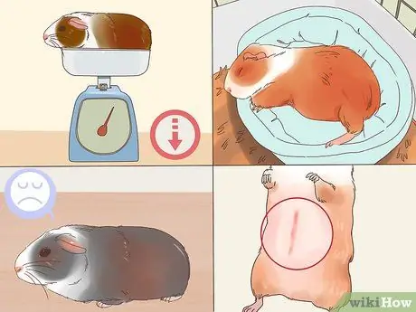 Как справиться с анорексией у морских свинок Шаг 3