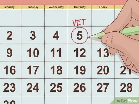 Как справиться с анорексией у морских свинок Шаг 4