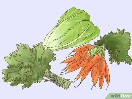 Как справиться с анорексией у морских свинок Шаг 6