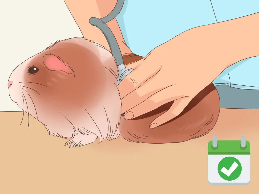 Как справиться с анорексией у морских свинок: 11 шагов (с иллюстрациями)