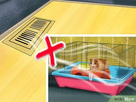 Предотвратить респираторные проблемы у морских свинок Шаг 2