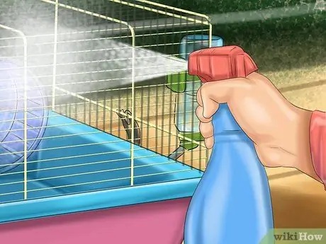 Предотвратить респираторные проблемы у морских свинок Шаг 4