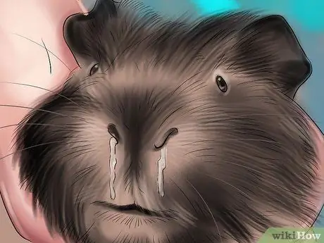 Предотвратить респираторные проблемы у морских свинок Шаг 8