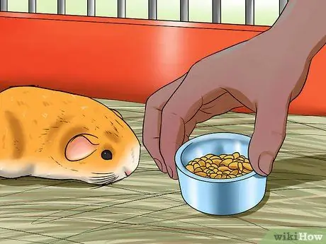 Предотвратить неправильный прикус у морских свинок Шаг 2