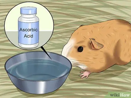 Предотвратить неправильный прикус у морских свинок Шаг 3