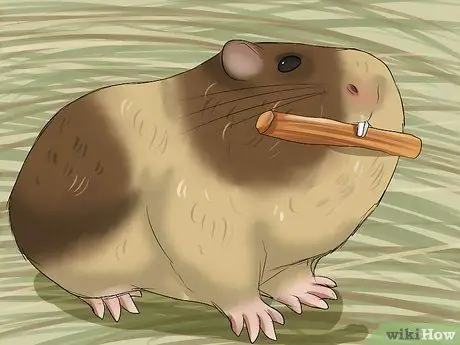 Предотвратить неправильный прикус у морских свинок Шаг 5