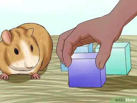 Предотвратить неправильный прикус у морских свинок Шаг 6