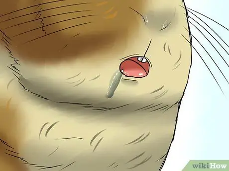 Предотвратить неправильный прикус у морских свинок Шаг 8