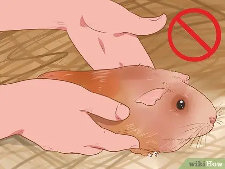 Связь со своей морской свинкой Шаг 11