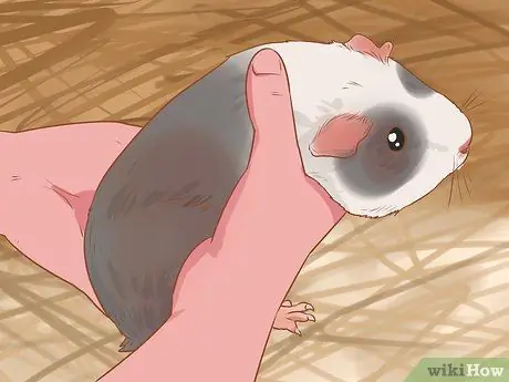 Связь со своей морской свинкой Шаг 12