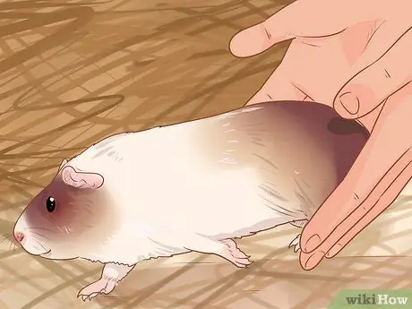 Связь со своей морской свинкой Шаг 14