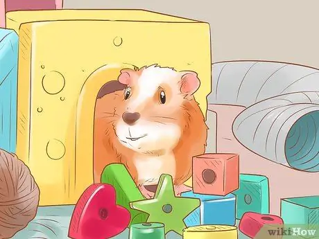 Связь со своей морской свинкой Шаг 15