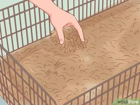 Связь со своей морской свинкой Шаг 3