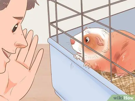 Связь со своей морской свинкой Шаг 5