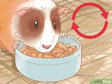 Связь со своей морской свинкой Шаг 6