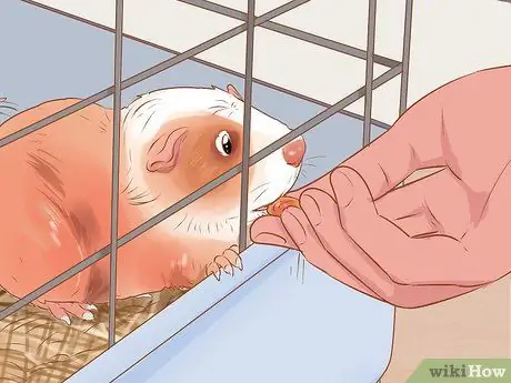 Связь со своей морской свинкой Шаг 7