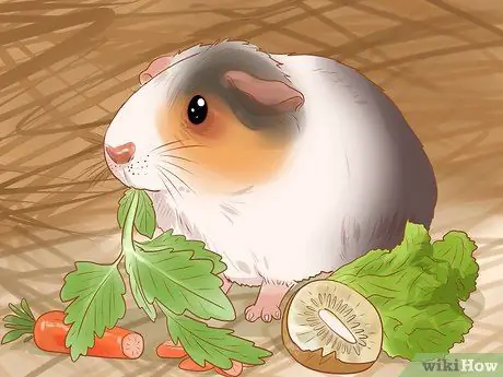 Связь со своей морской свинкой Шаг 8