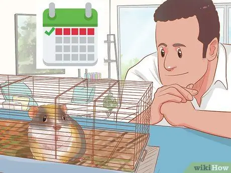 Связь со своей морской свинкой Шаг 9