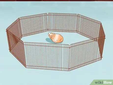 Помогите морской свинке приспособиться к вам Шаг 12