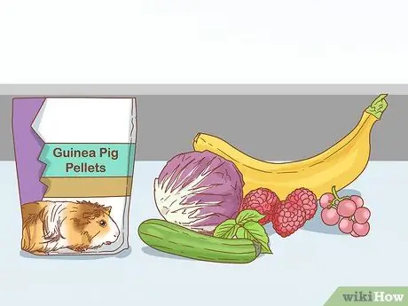 Помогите морской свинке приспособиться к вам Шаг 2