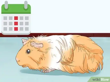 Помогите морской свинке приспособиться к вам Шаг 3