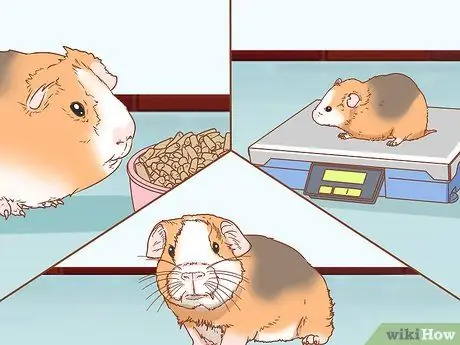 Помогите морской свинке приспособиться к вам Шаг 4