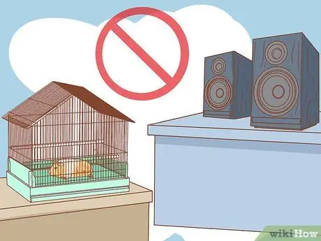 Помогите морской свинке приспособиться к вам Шаг 6