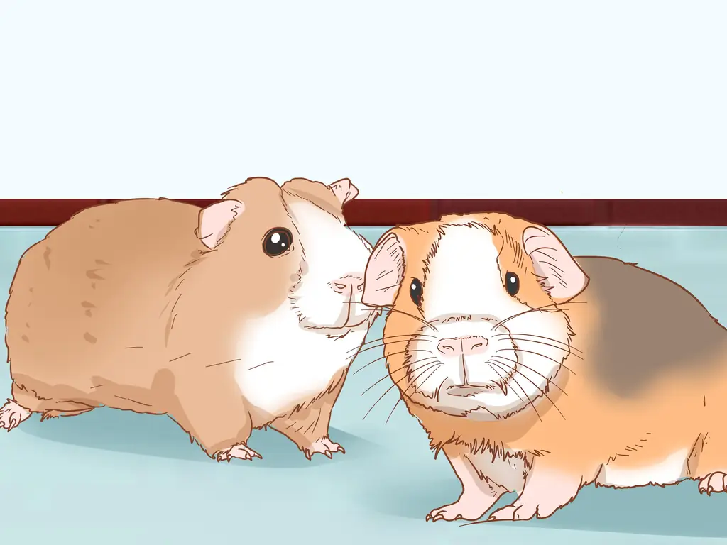 3 способа помочь морской свинке приспособиться к вам