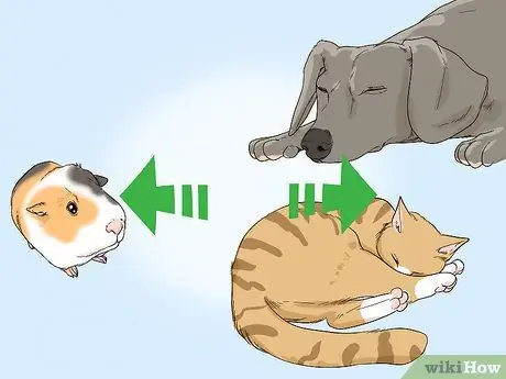 Не пугайте свою морскую свинку Шаг 11