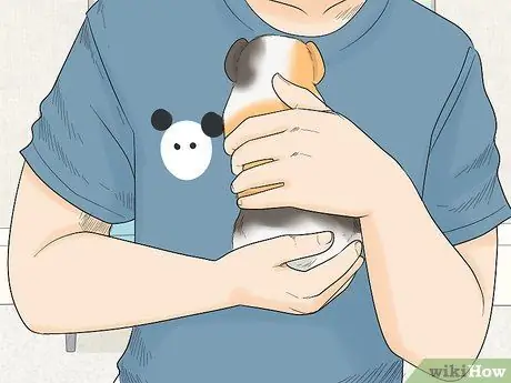 Не пугайте свою морскую свинку Шаг 13