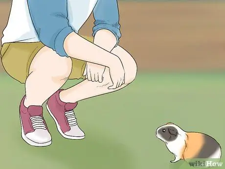 Не пугайте свою морскую свинку Шаг 2