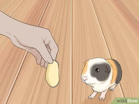 Не пугайте свою морскую свинку Шаг 3