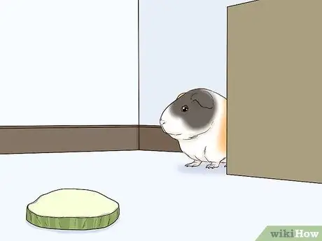 Не пугайте свою морскую свинку Шаг 6