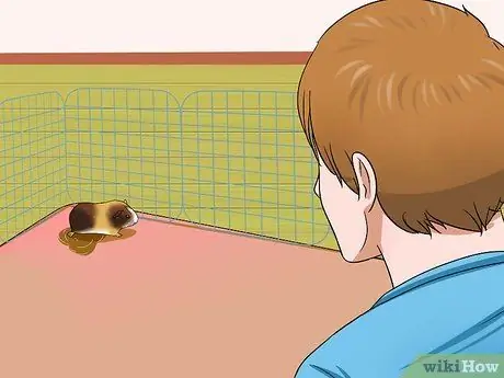 Приучение морской свинки к горшку, шаг 1