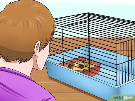 Приучение морской свинки к горшку, шаг 4