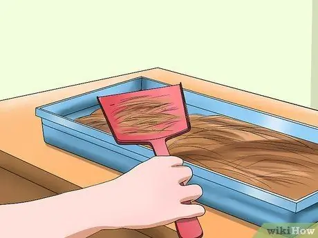 Приучение морской свинки к горшку, шаг 5