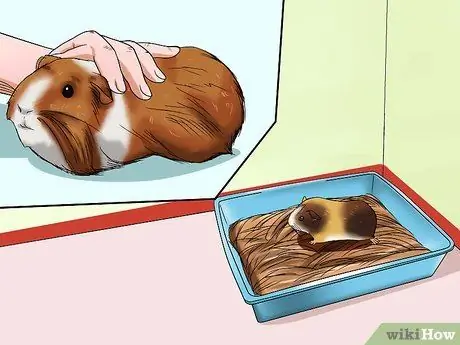 Приучение морской свинки к горшку, шаг 6