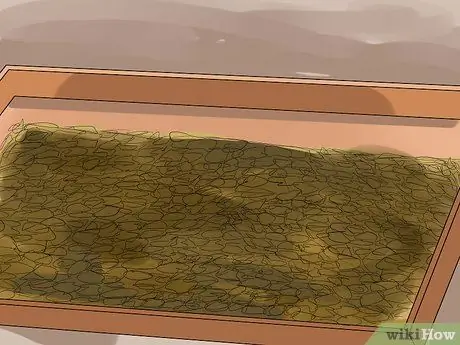 Вывести новую морскую свинку в общественную клетку Шаг 2