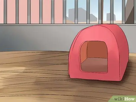 Вывести новую морскую свинку в общественную клетку Шаг 3