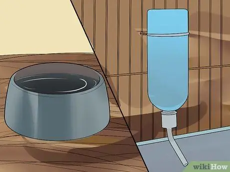 Вывести новую морскую свинку в общественную клетку Шаг 5