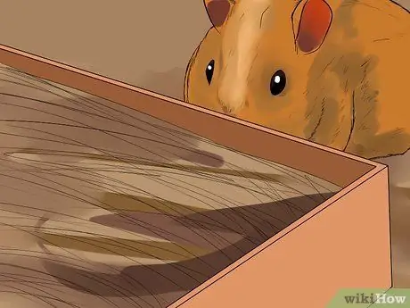 Вывести новую морскую свинку в общественную клетку Шаг 6