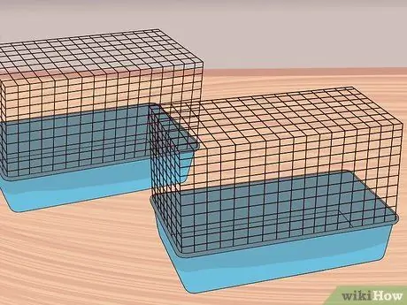 Вывести новую морскую свинку в общественную клетку Шаг 7