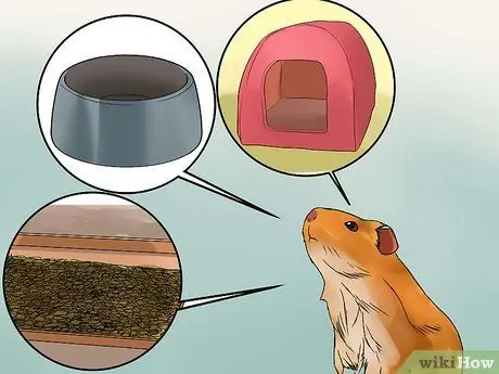 Вывести новую морскую свинку в общественную клетку Шаг 8