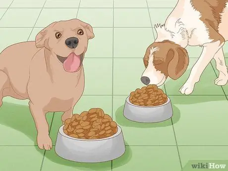 Жить в семье с несколькими собаками Шаг 11