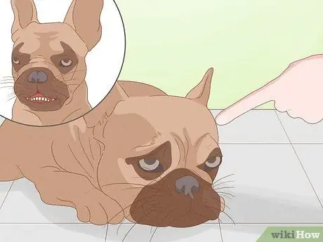 Жить в семье с несколькими собаками Шаг 13