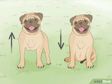 Жить в семье с несколькими собаками Шаг 14