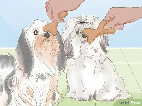 Жить в семье с несколькими собаками Шаг 15