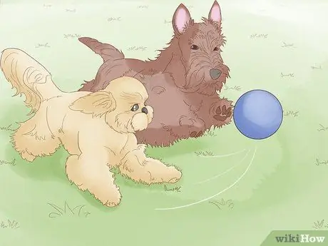 Жить в семье с несколькими собаками Шаг 16